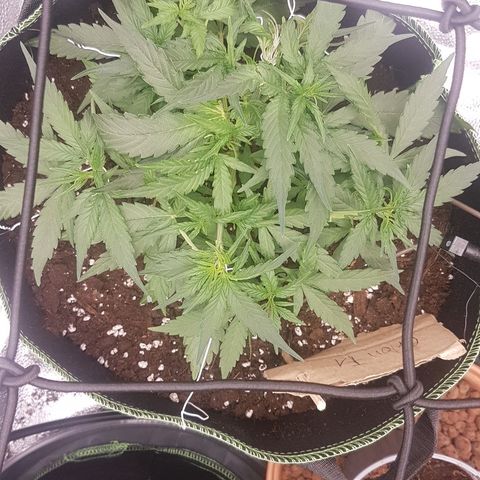 Orion F1 growlog timeline photo