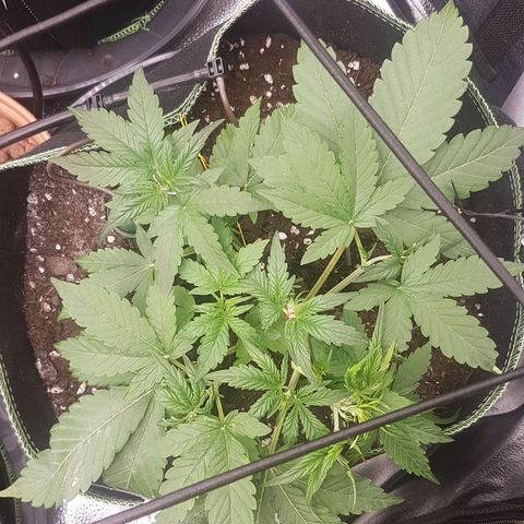 Solomatic CBD growlog timeline photo
