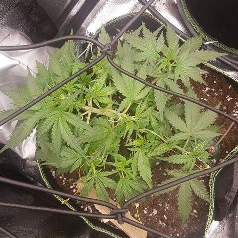 Northern Lights Automatic growlog timeline photo