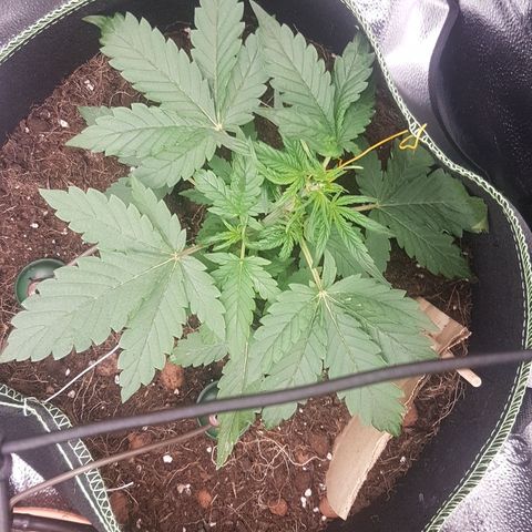 Purplematic CBD growlog timeline photo