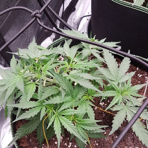 Northern Lights Automatic growlog timeline photo