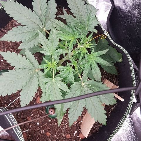 Purplematic CBD growlog timeline photo