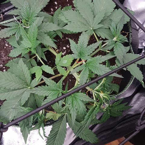 Solomatic CBD growlog timeline photo