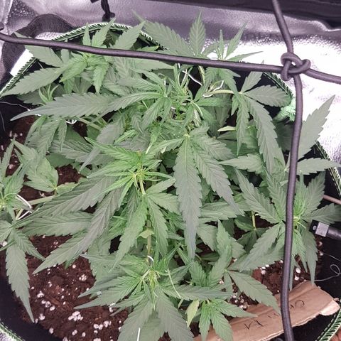 Orion F1 growlog timeline photo