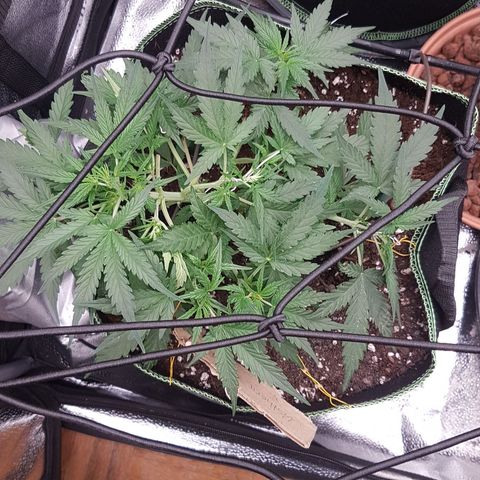 Northern Lights Automatic growlog timeline photo
