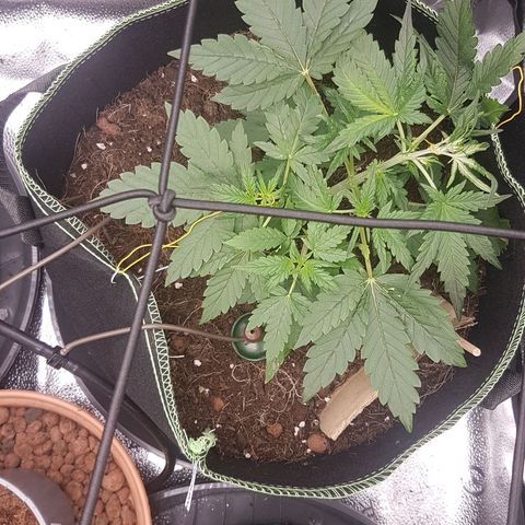 Purplematic CBD growlog timeline photo
