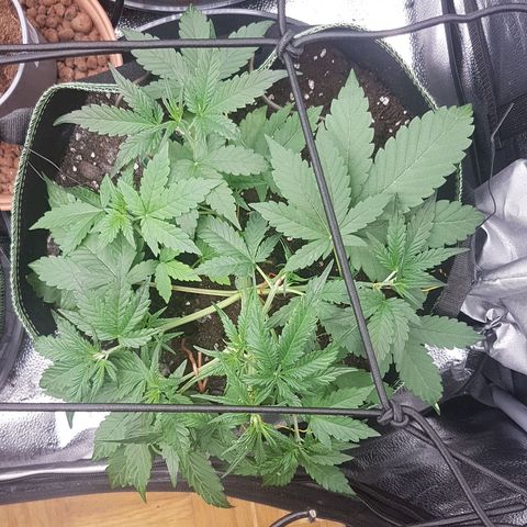Solomatic CBD growlog timeline photo
