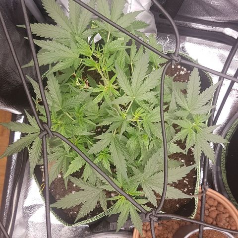 Northern Lights Automatic growlog timeline photo