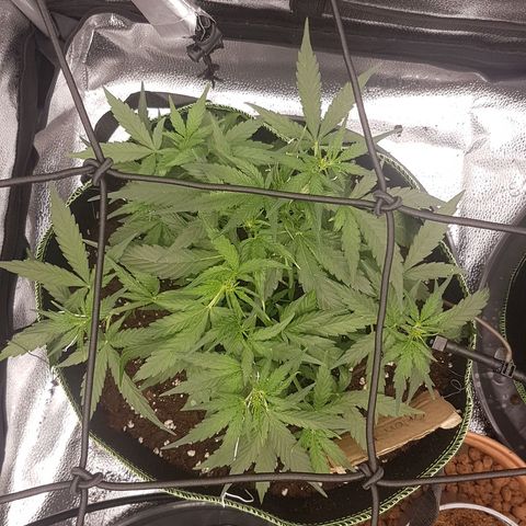 Orion F1 growlog timeline photo