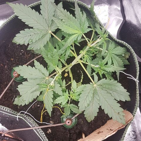 Purplematic CBD growlog timeline photo