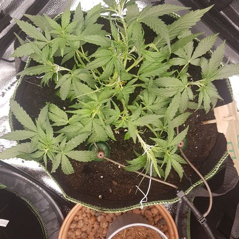 Orion F1 growlog timeline photo