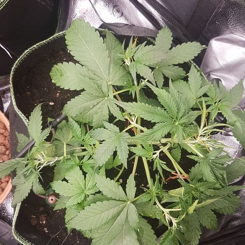 Solomatic CBD growlog timeline photo