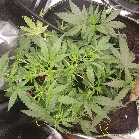 Northern Lights Automatic growlog timeline photo