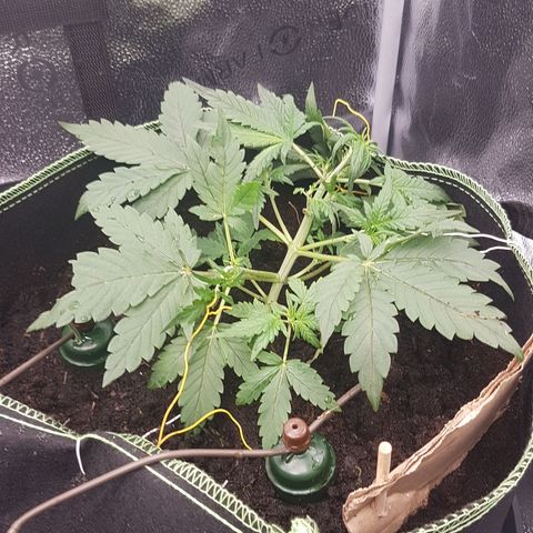 Purplematic CBD growlog timeline photo