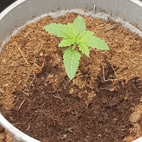 Purplematic CBD growlog timeline photo