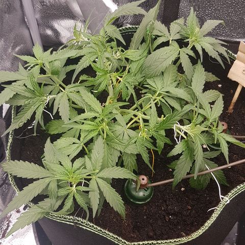 Orion F1 growlog timeline photo