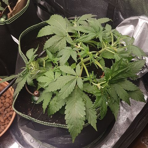Solomatic CBD growlog timeline photo
