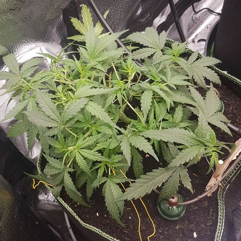 Northern Lights Automatic growlog timeline photo