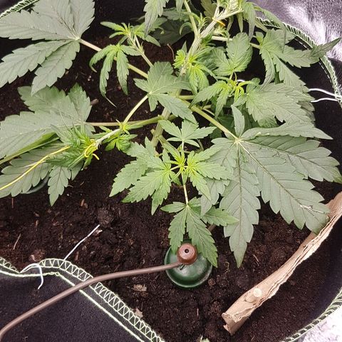 Purplematic CBD growlog timeline photo