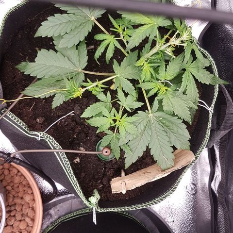 Purplematic CBD growlog timeline photo