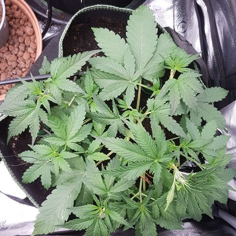 Solomatic CBD growlog timeline photo