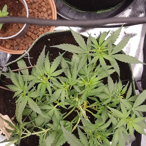 Orion F1 growlog timeline photo