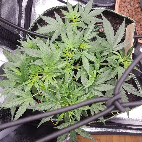 Northern Lights Automatic growlog timeline photo