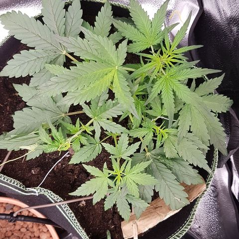 Purplematic CBD growlog timeline photo