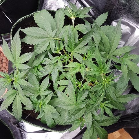 Solomatic CBD growlog timeline photo