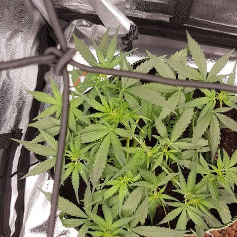 Orion F1 growlog timeline photo