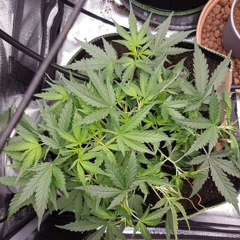 Northern Lights Automatic growlog timeline photo