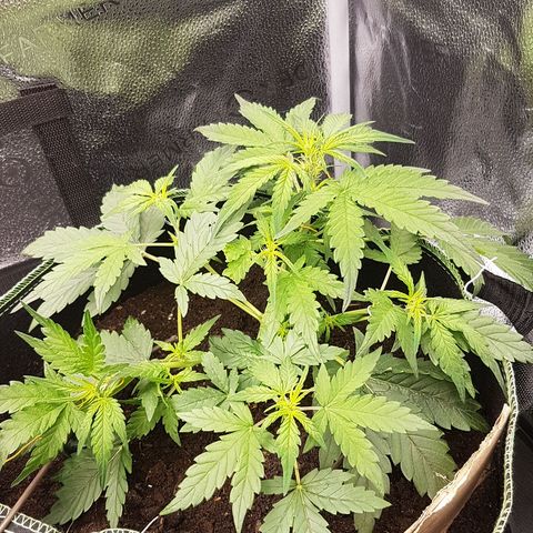Purplematic CBD growlog timeline photo