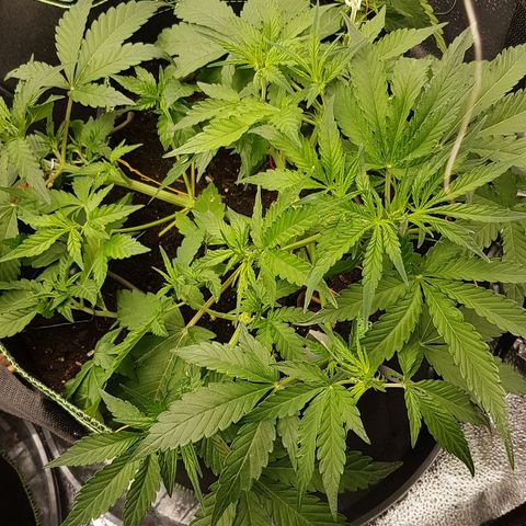 Solomatic CBD growlog timeline photo