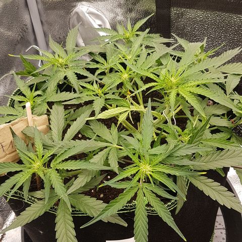 Orion F1 growlog timeline photo