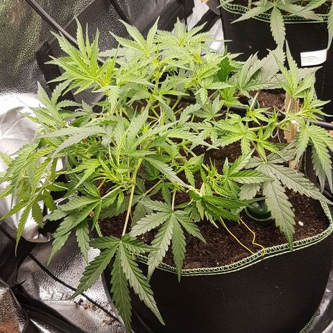 Northern Lights Automatic growlog timeline photo
