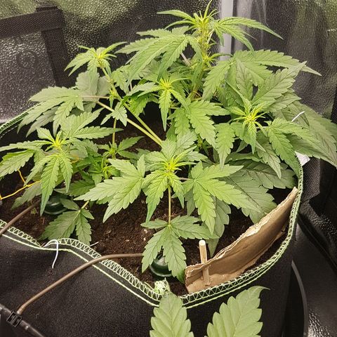Purplematic CBD growlog timeline photo