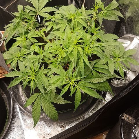 Solomatic CBD growlog timeline photo