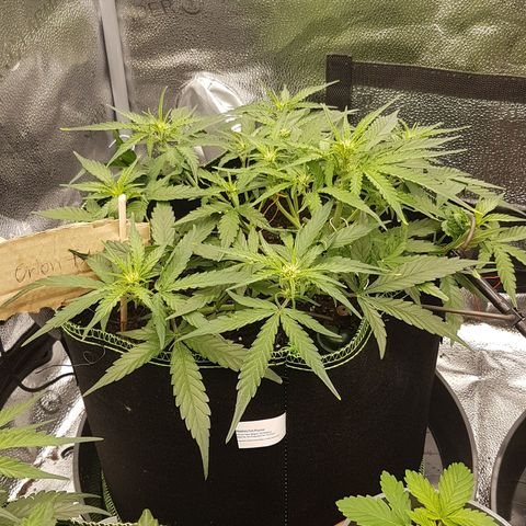 Orion F1 growlog timeline photo