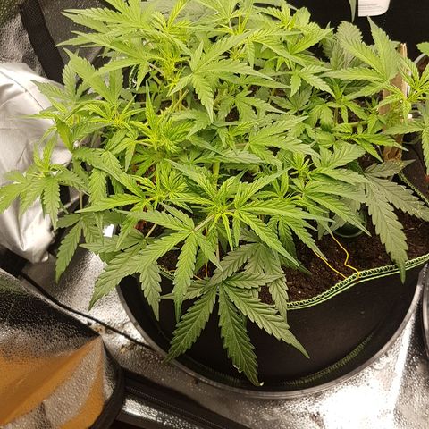 Northern Lights Automatic growlog timeline photo