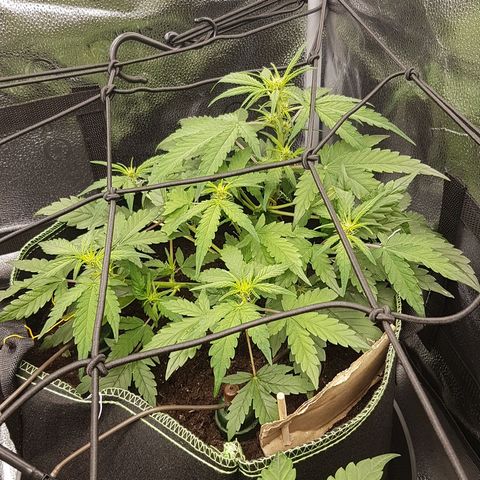Purplematic CBD growlog timeline photo