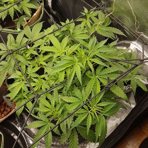 Solomatic CBD growlog timeline photo