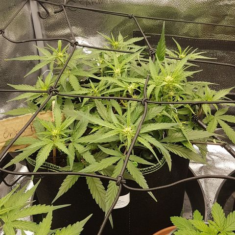Orion F1 growlog timeline photo