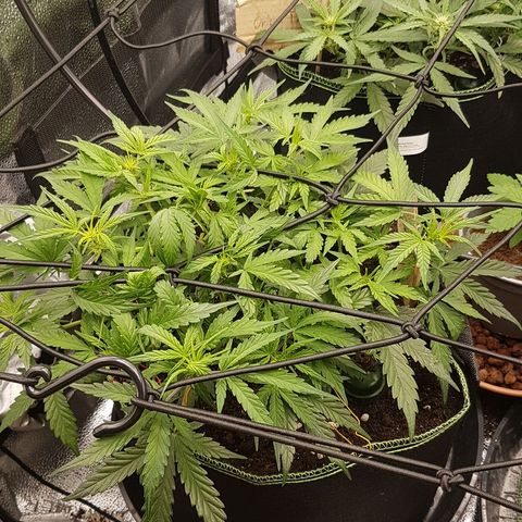 Northern Lights Automatic growlog timeline photo