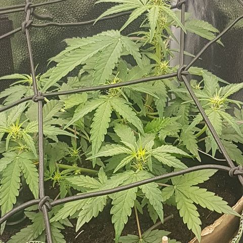 Purplematic CBD growlog timeline photo