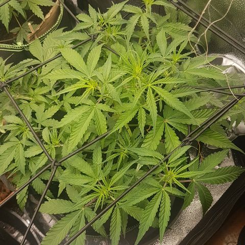 Solomatic CBD growlog timeline photo