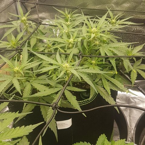 Orion F1 growlog timeline photo