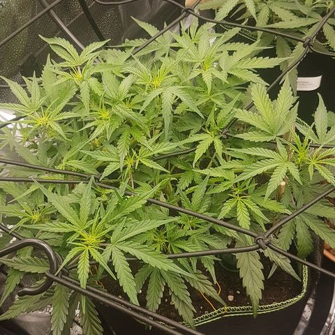 Northern Lights Automatic growlog timeline photo