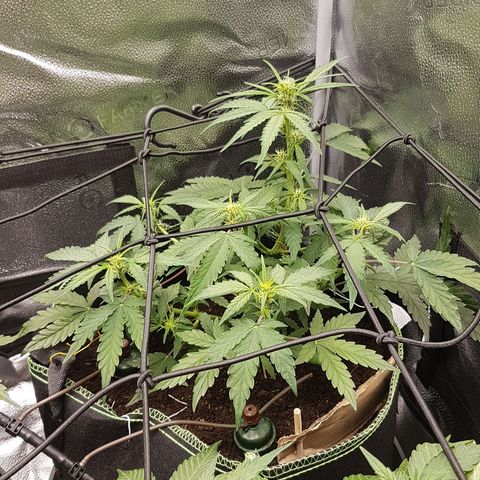 Purplematic CBD growlog timeline photo