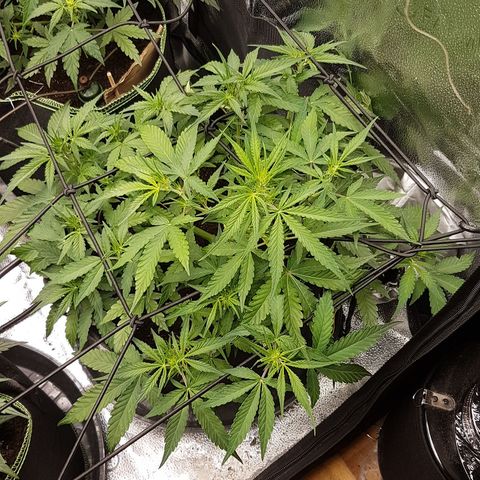Solomatic CBD growlog timeline photo