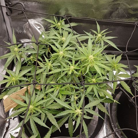 Orion F1 growlog timeline photo